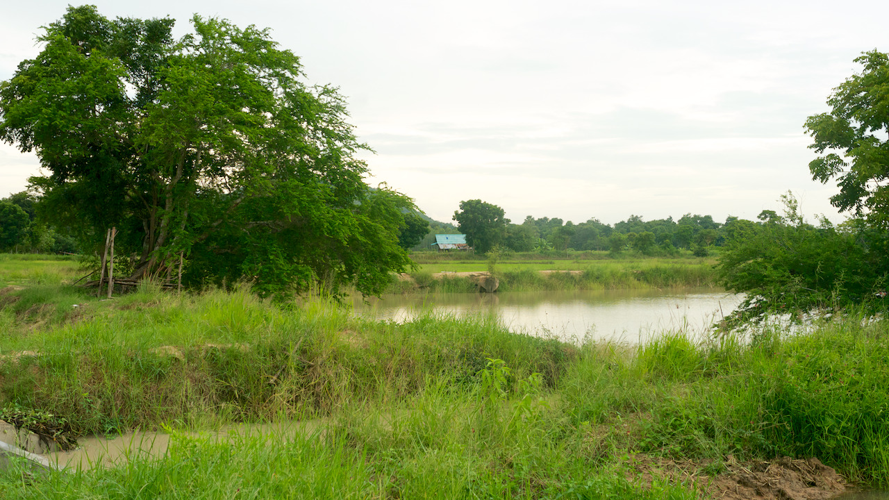 Field of rice and water in the flat plains of central Thailand.